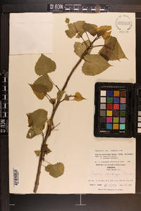 Populus deltoides subsp. deltoides image