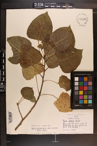 Populus deltoides subsp. deltoides image