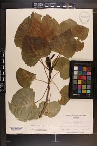 Populus deltoides subsp. deltoides image