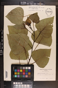 Populus deltoides subsp. deltoides image