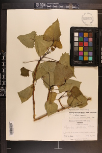 Populus deltoides subsp. deltoides image