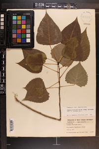 Populus deltoides subsp. deltoides image