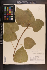 Populus deltoides subsp. deltoides image