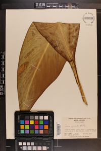 Canna generalis image