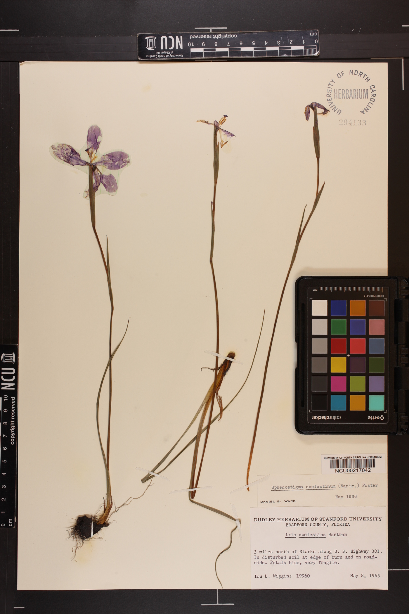 Sphenostigma coelestinum image