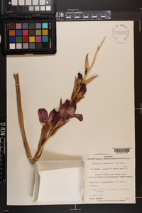 Gladiolus x gandavensis image