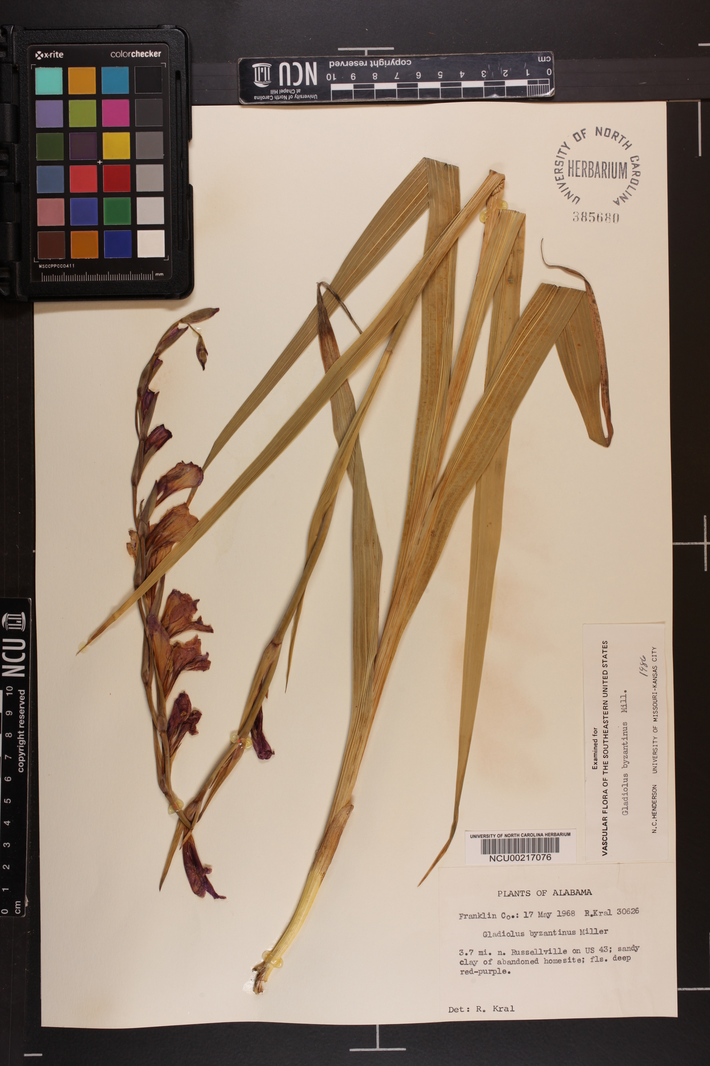 Gladiolus byzantinus image