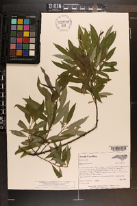 Salix sericea image