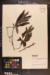 Salix sericea image