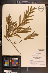 Salix sericea image