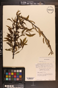 Salix sericea image