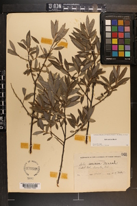 Salix sericea image