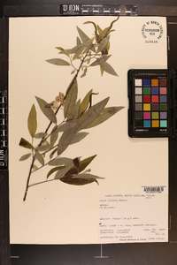 Salix sericea image