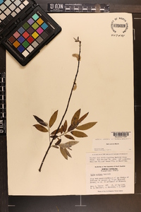 Salix sericea image