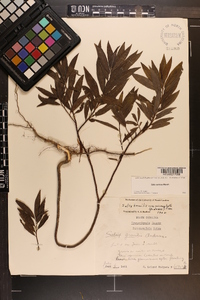 Salix sericea image