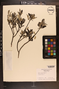 Salix sericea image