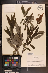 Salix sericea image