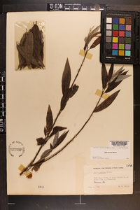 Salix sericea image