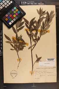 Salix sericea image