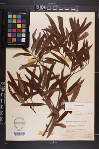 Salix caroliniana image