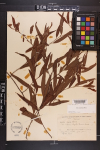 Salix caroliniana image