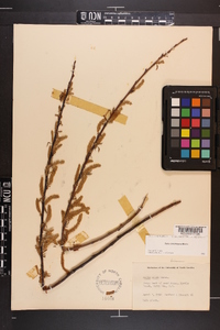 Salix caroliniana image