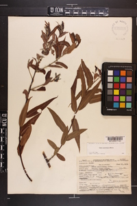Salix caroliniana image