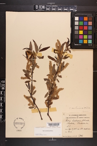 Salix caroliniana image