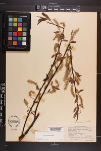 Salix caroliniana image