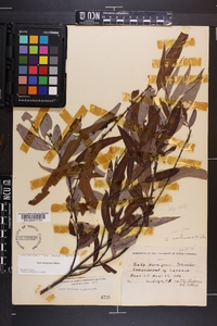 Salix caroliniana image