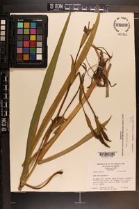 Iris pseudacorus image