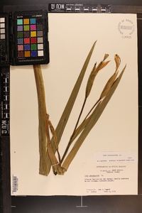 Iris pseudacorus image