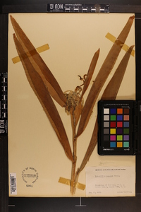 Hedychium coronarium image