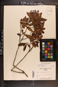 Myrica cerifera image