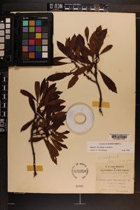 Myrica cerifera image