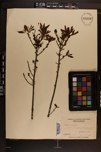 Myrica cerifera image