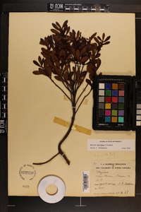 Myrica cerifera image