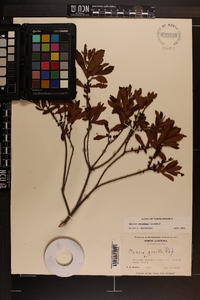 Myrica cerifera image