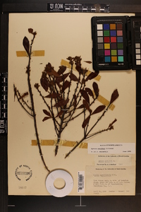 Myrica cerifera image