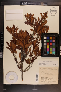 Myrica cerifera image