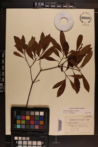 Myrica cerifera image