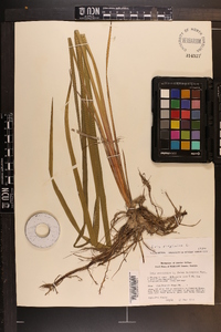 Iris virginica image