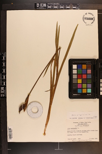 Iris virginica image