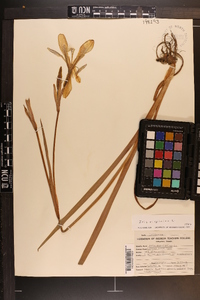 Iris virginica image