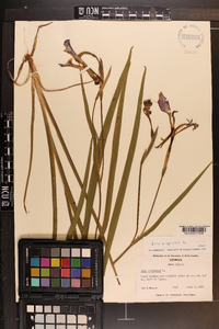 Iris virginica image