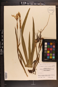 Iris virginica image