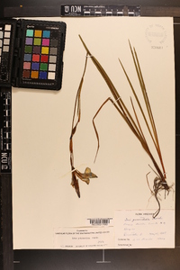 Iris prismatica image