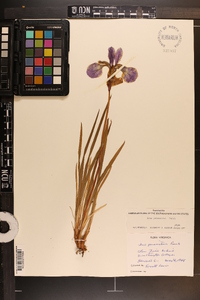 Iris prismatica image