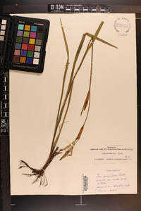 Iris prismatica image