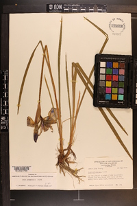 Iris prismatica image